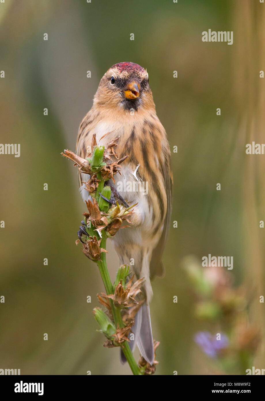 Weniger Redpoll - Alpen-Birkenzeisig - Carduelis cabarett, Deutschland Stockfoto
