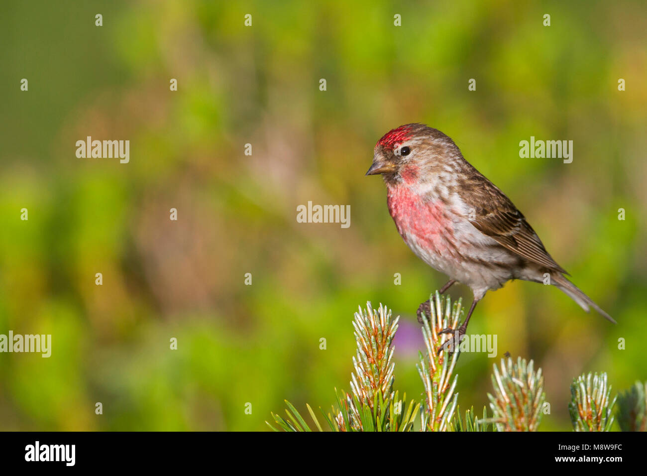 Weniger Redpoll - Alpen-Birkenzeisig - Carduelis cabarett, Slowakei, männlichen Erwachsenen Stockfoto
