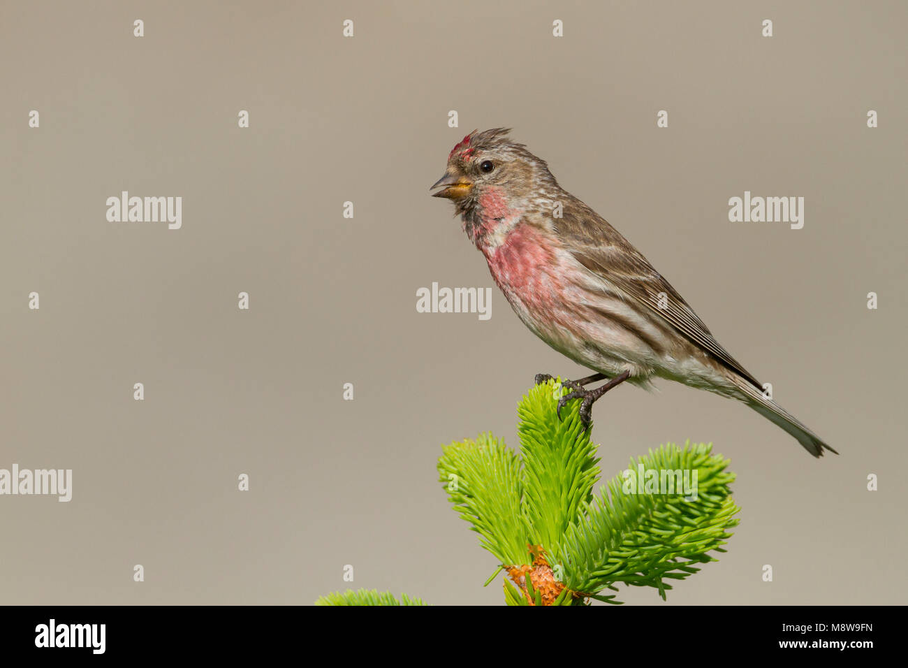 Weniger Redpoll - Alpen-Birkenzeisig - Carduelis cabarett, Slowakei, männlichen Erwachsenen Stockfoto