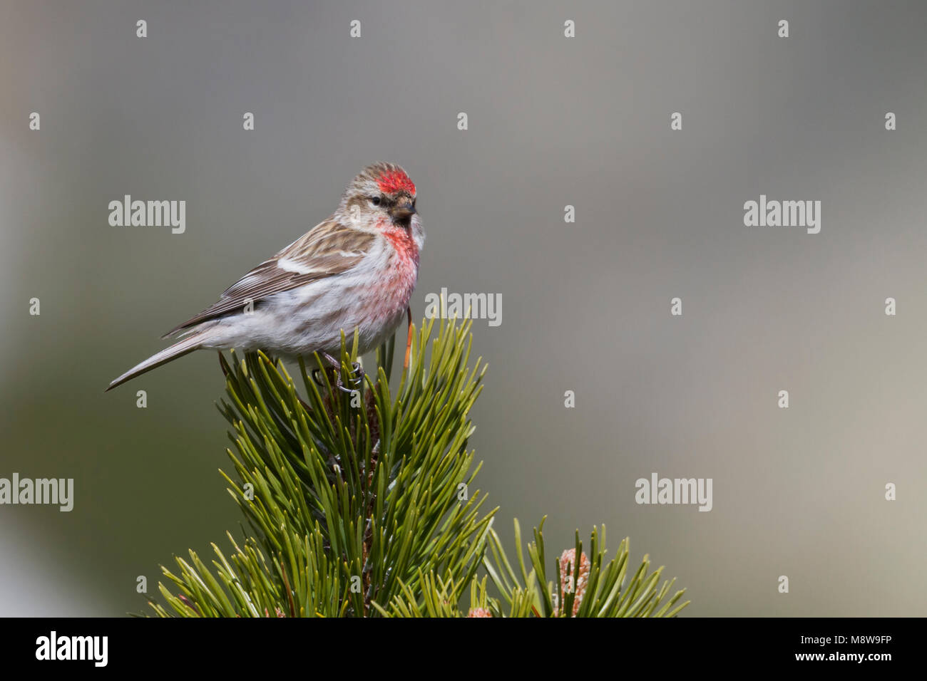 Weniger Redpoll - Alpen-Birkenzeisig - Carduelis cabarett, Slowakei, männlichen Erwachsenen Stockfoto