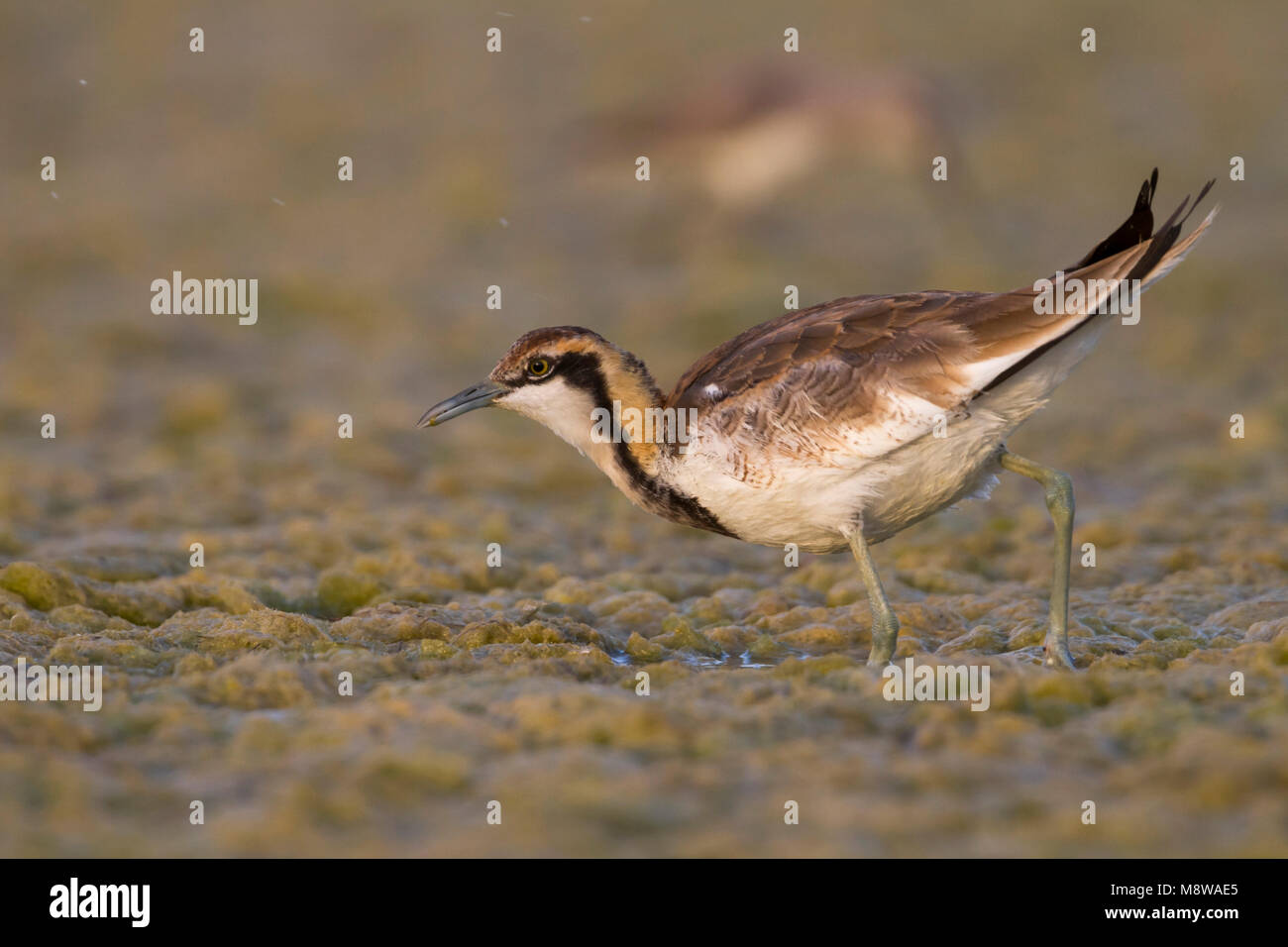 Fasan-tailed Jacana - Fasanblatthühnchen - Hydrophasianus chirurgus, Oman, nonbreeding Stockfoto