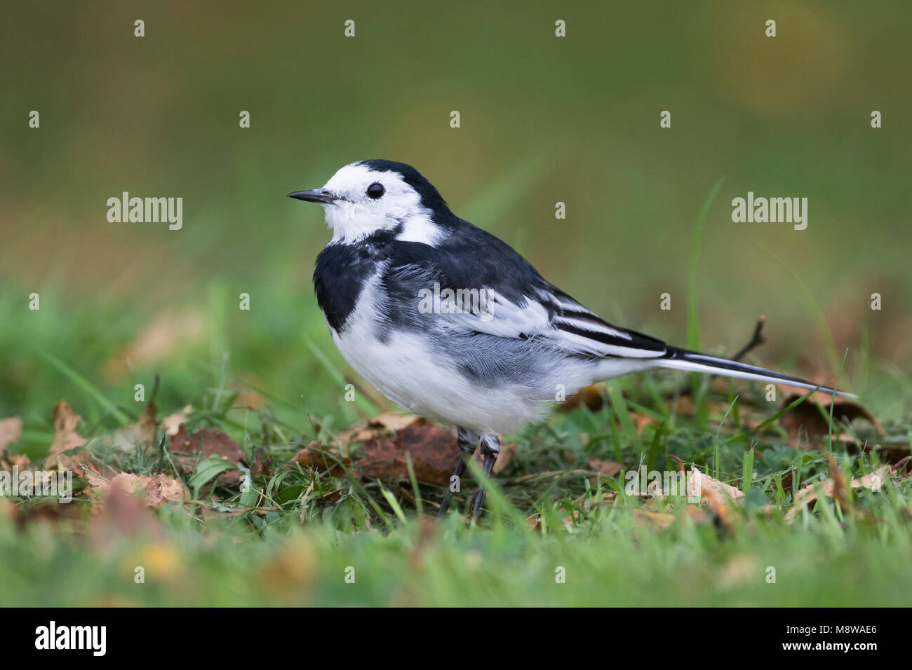 Rouwkwikstaart, Pied Bachstelze, Motacilla (Alba) yarelli, Großbritannien Stockfoto