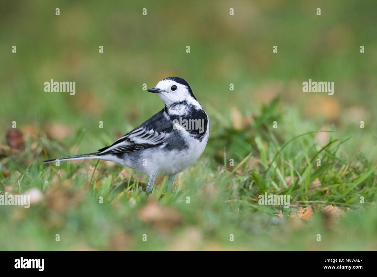 Rouwkwikstaart, Pied Bachstelze, Motacilla (Alba) yarelli, Großbritannien Stockfoto