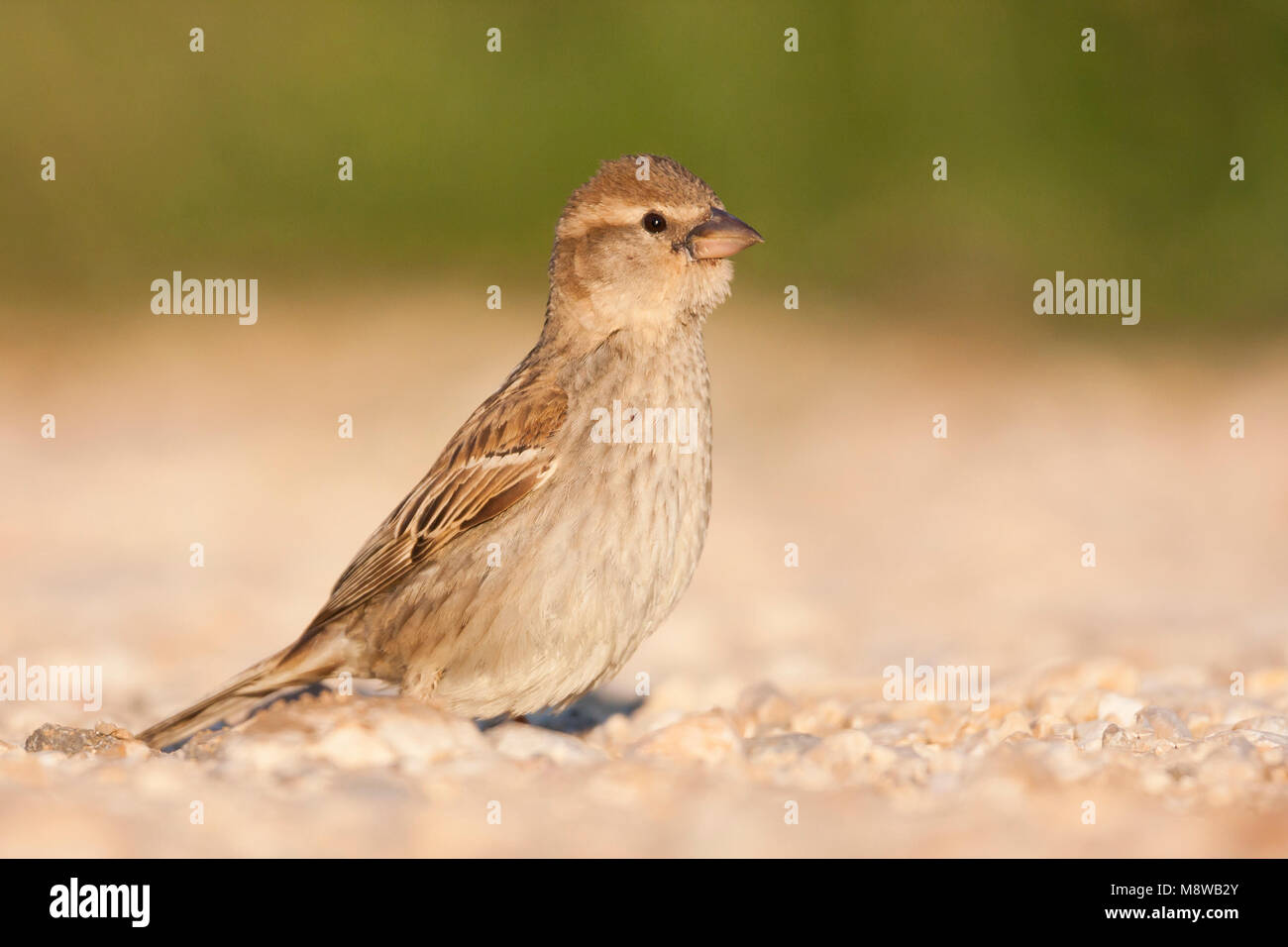 Spanisch Sparrow - Weidensperling-Passer hispaniolensis ssp. hispaniolensis, erwachsene Frau, Kroatien Stockfoto