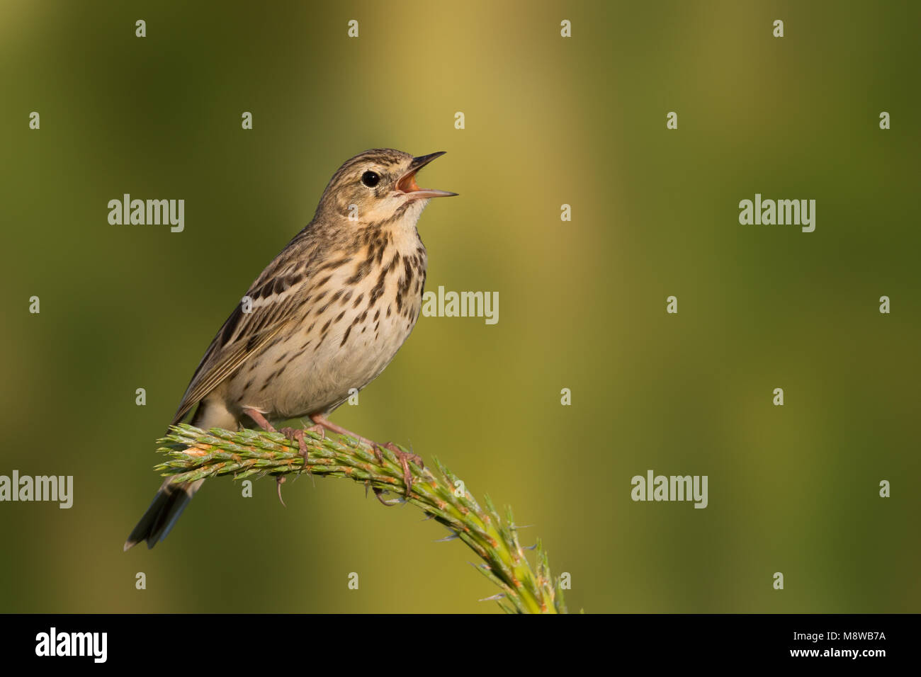 Baum - Pieper - baumpieper Anthus trivialis trivialis ssp., Russland Stockfoto