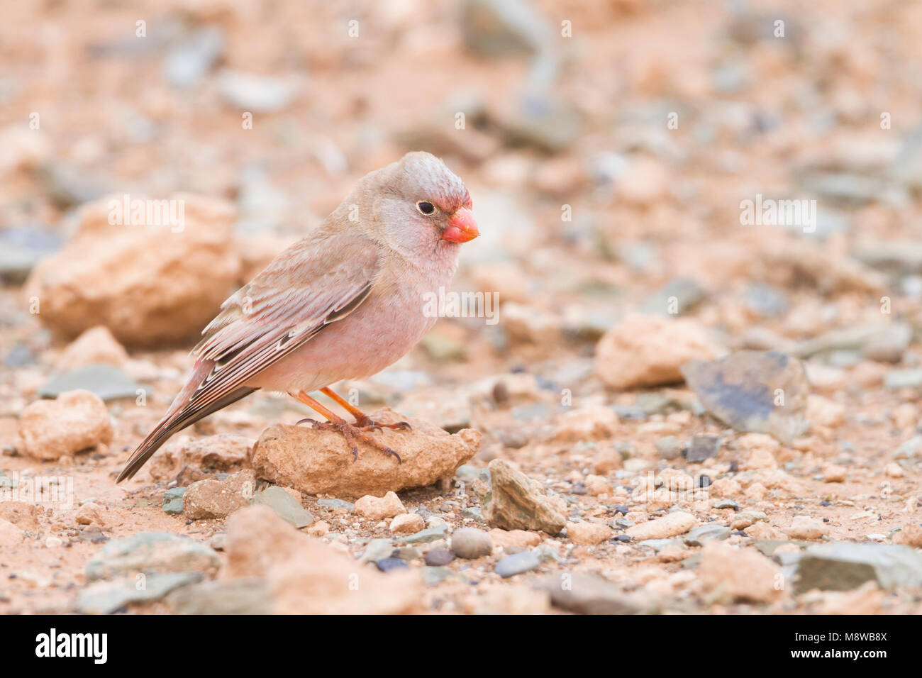 Trompeter Finch - Bucanetes githagineus Wüstengimpel - ssp. zedlitzi, Marokko Stockfoto