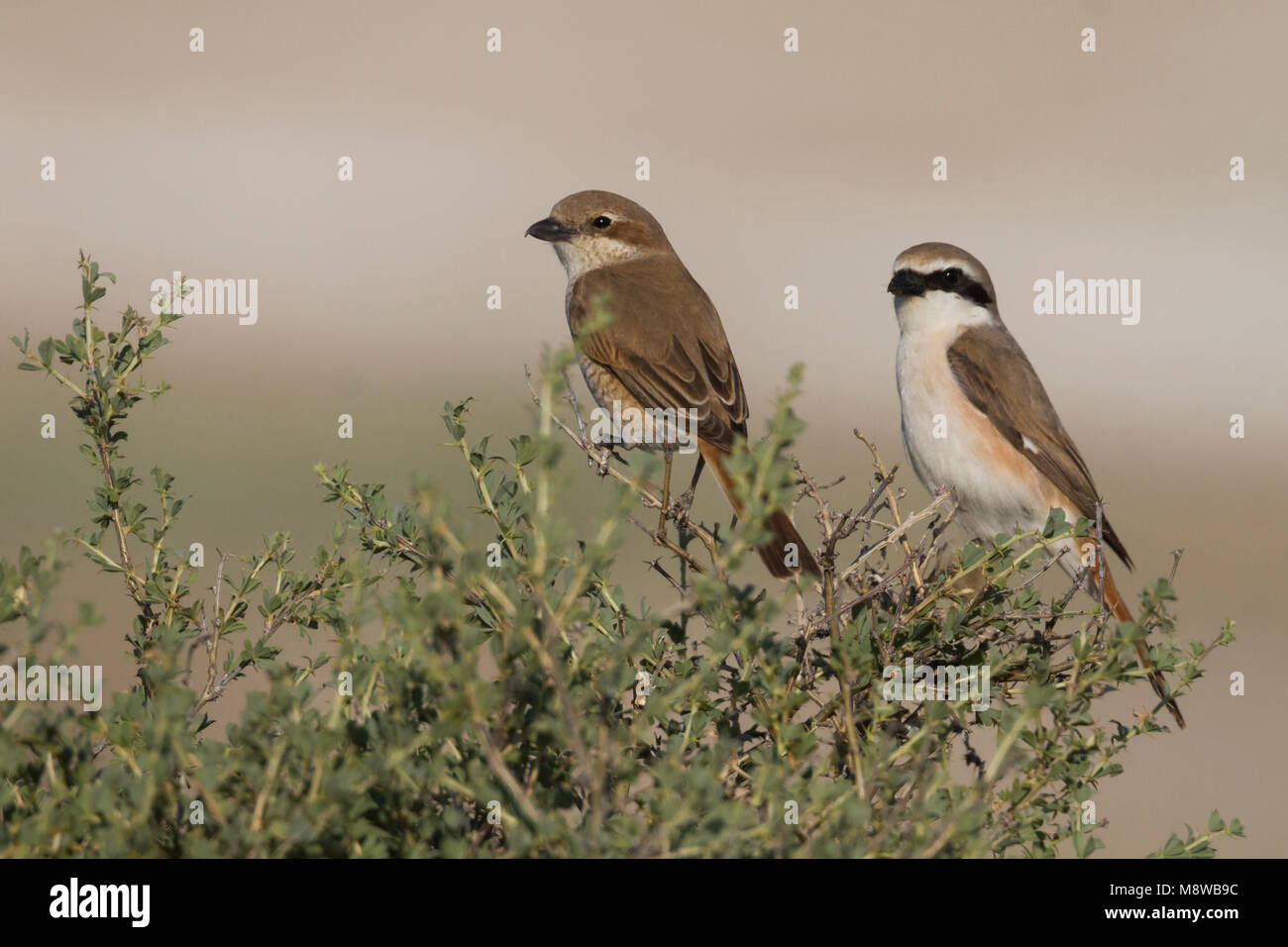 Turkestaanse Klauwier; Red-tailed Shrike; Lanius phoenicuroides, Kasachstan, nach weiblichen und männlichen Stockfoto