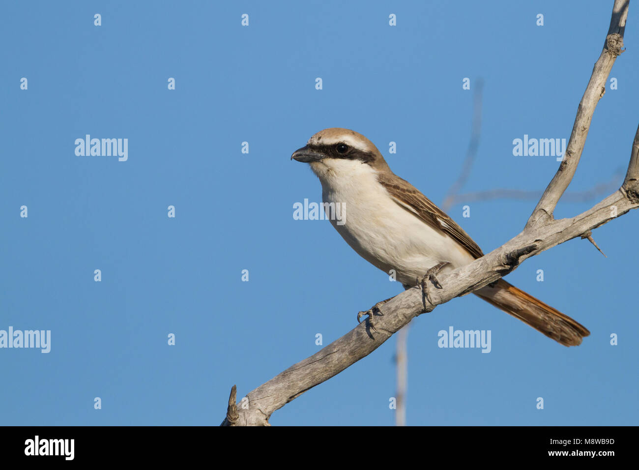 Turkestan Shrike - Turkestanwürger - Lanius phoenicuroides, Kasachstan, männlichen Erwachsenen Stockfoto