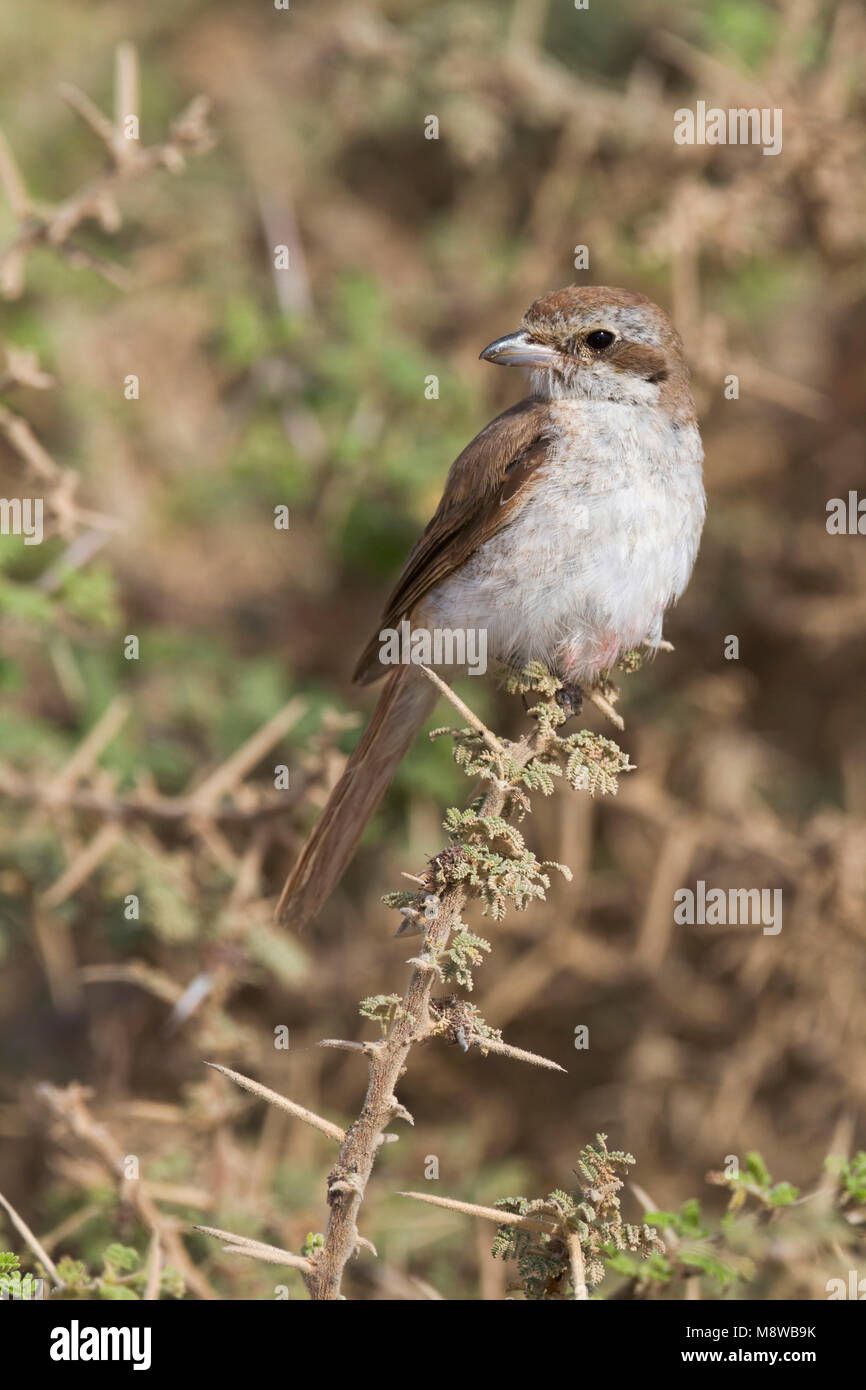 Turkestan Shrike - Turkestanwürger - Lanius phoenicuroides, Oman, Juvenile Stockfoto