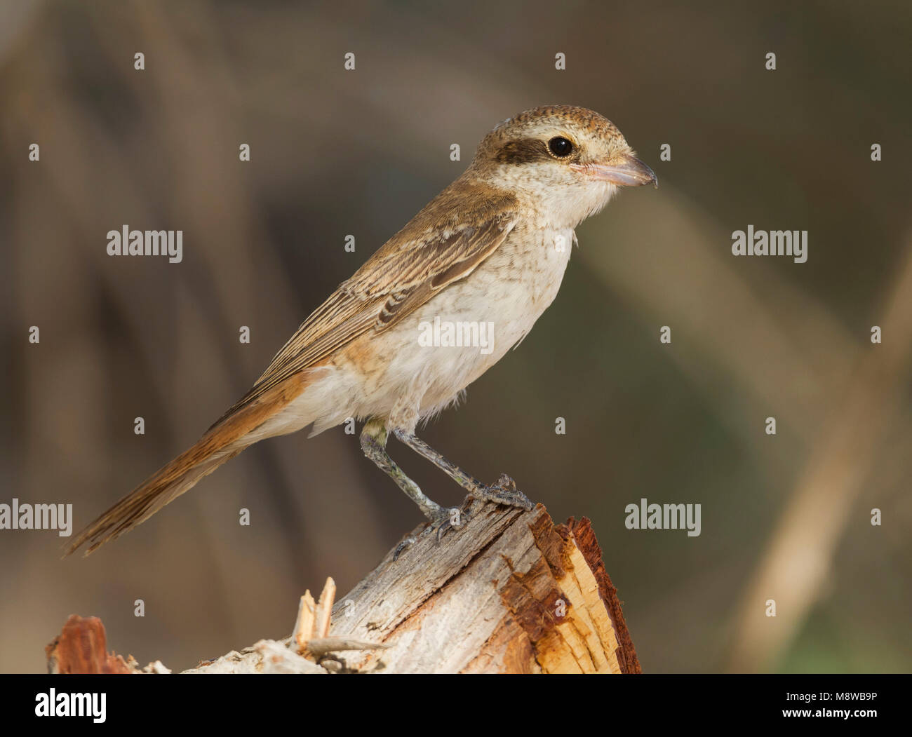 Turkestan Shrike - Turkestanwürger - Lanius phoenicuroides, Oman, Juvenile Stockfoto