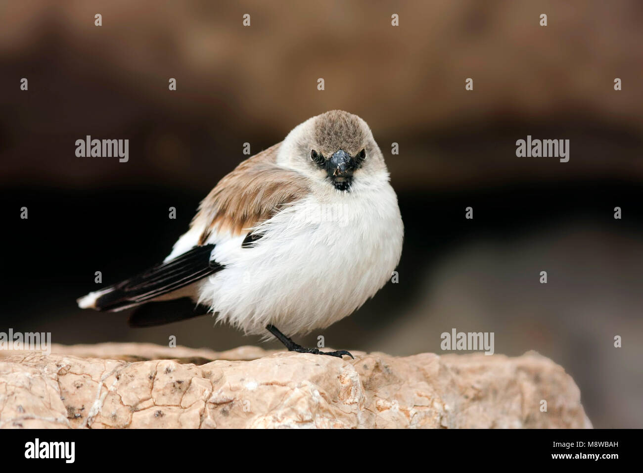 Sneeuwvink, White-winged Snowfinch, Montifringilla nivalis ssp. leucura, adult, Türkei, adult, Türkei Stockfoto