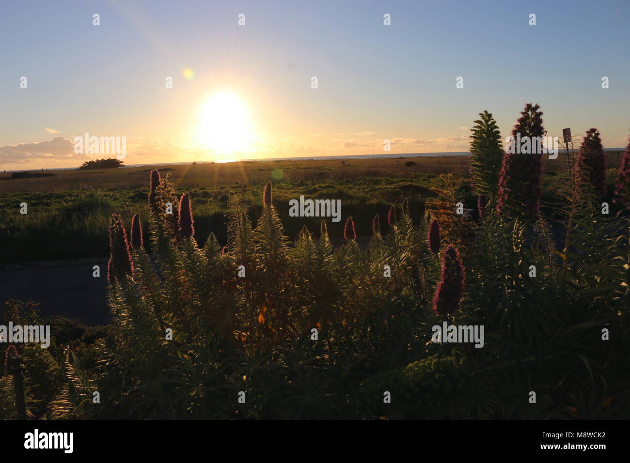 Lila Natternkopf, Gegenlicht der Sonnenuntergang, der kalifornischen Küste Garten. Stockfoto