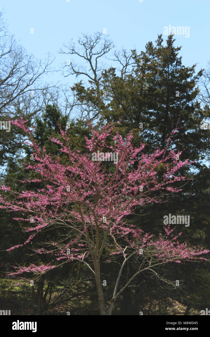 Redbud Baum Stockfoto