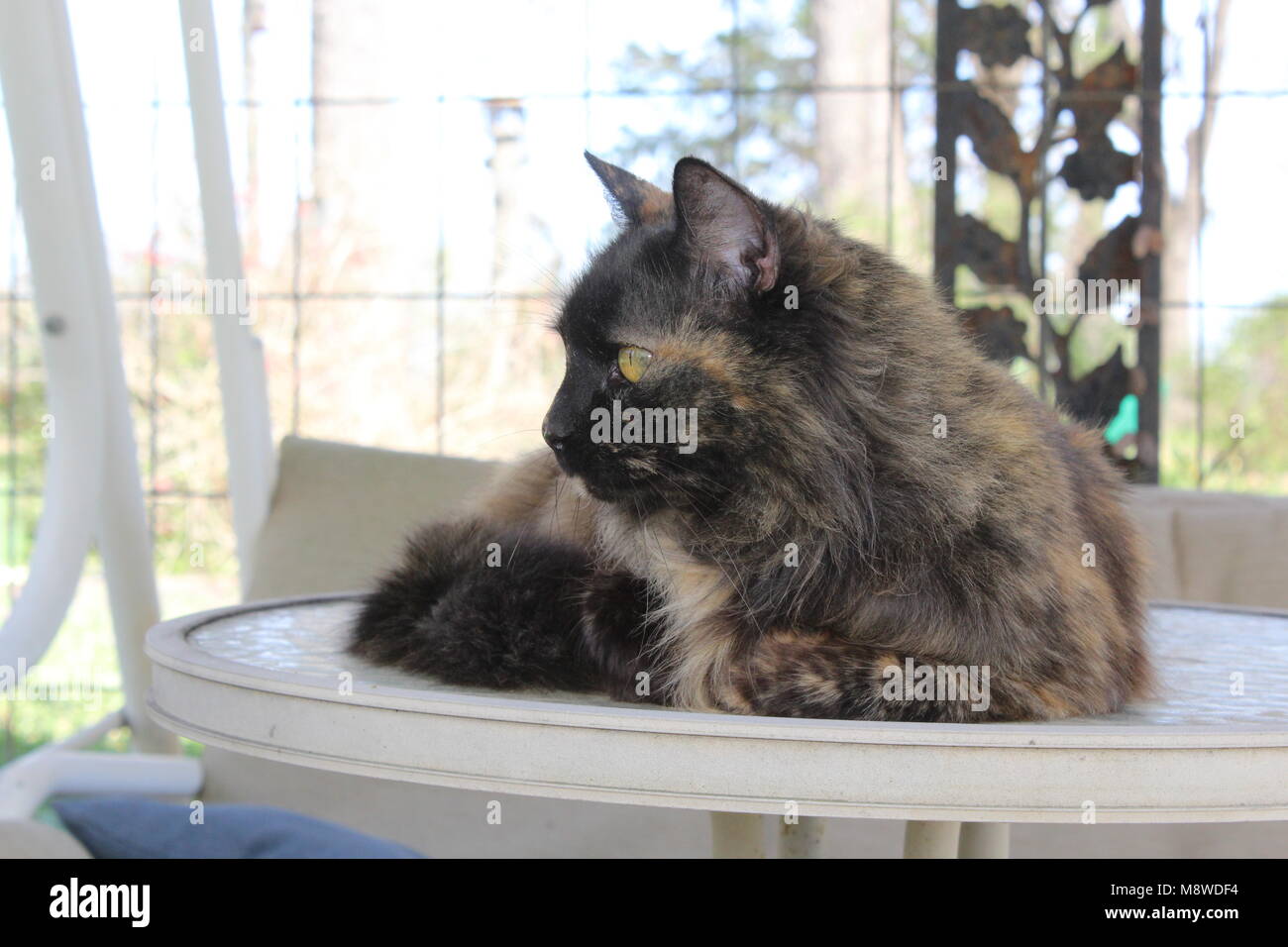 Vermengt, gefärbte Katze, die auf einem kleinen Tisch durch eine Schaukel. Stockfoto