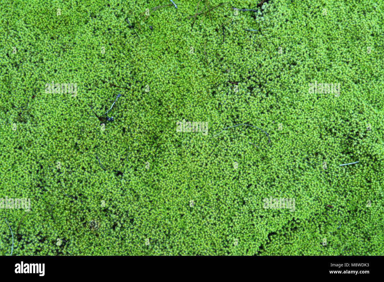 Üppigen Teppich von Haar cap Moss (polytrichum commune) auf dem Boden eines kanadischen Wald. Stockfoto