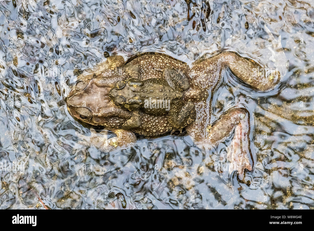 Asiatische Erdkröte (Duttaphrynus melanostictus) Paarung Stockfoto