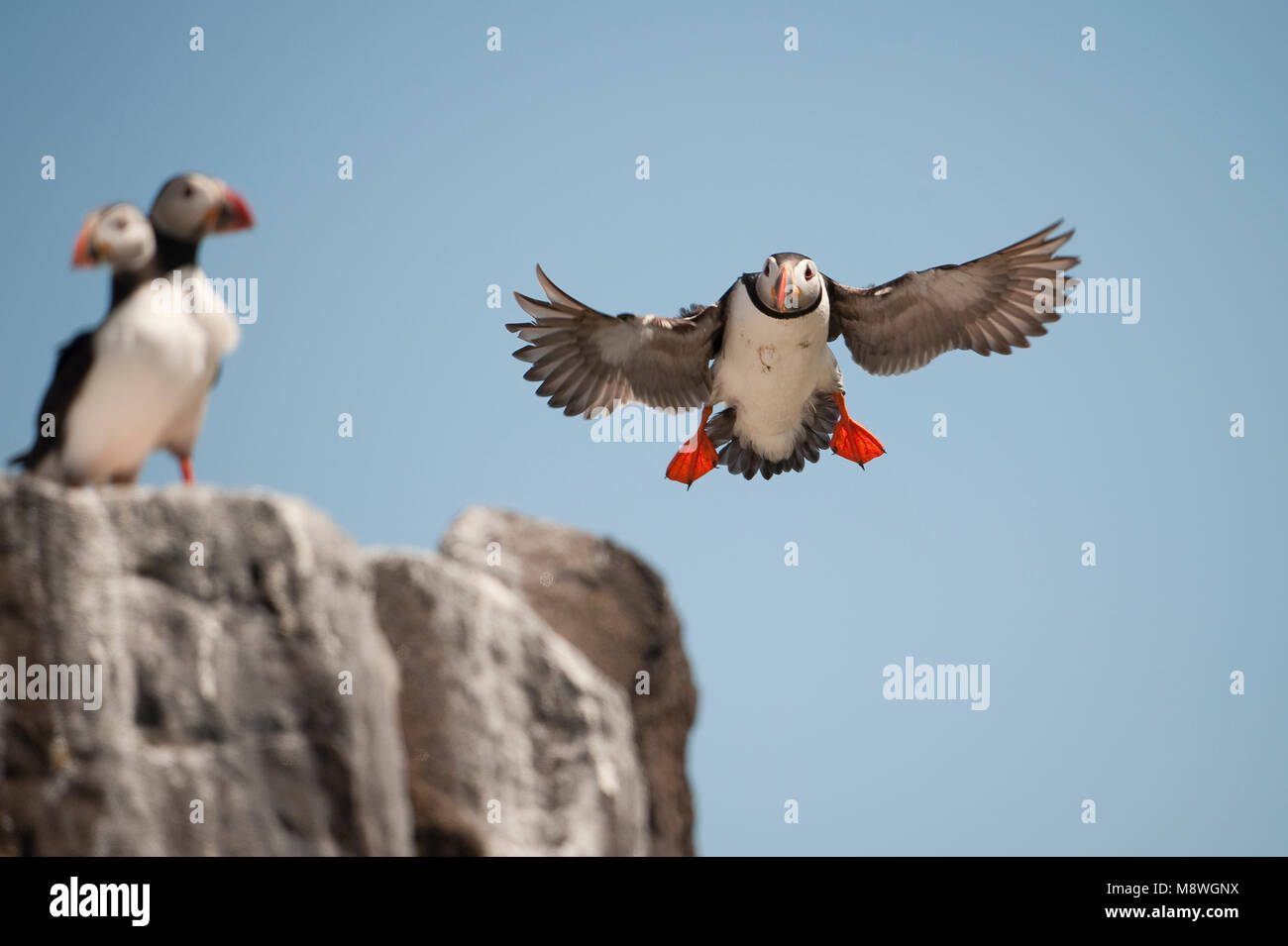 Papegaaiduiker vliegend; Papageitaucher fliegen Stockfoto