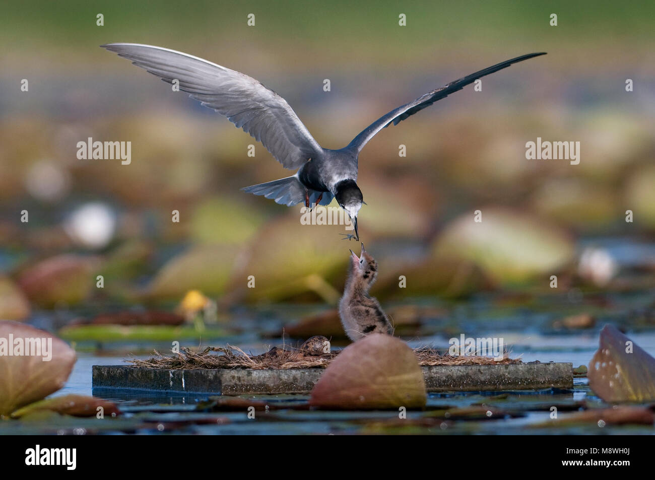 Zwarte Stern met Jongen; Schwarz tern mit Küken Stockfoto