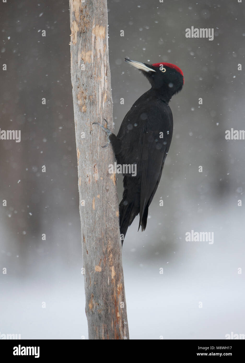 Mannetje Zwarte Specht in de sneeuw; Männliche Schwarzspecht im Winter Stockfoto