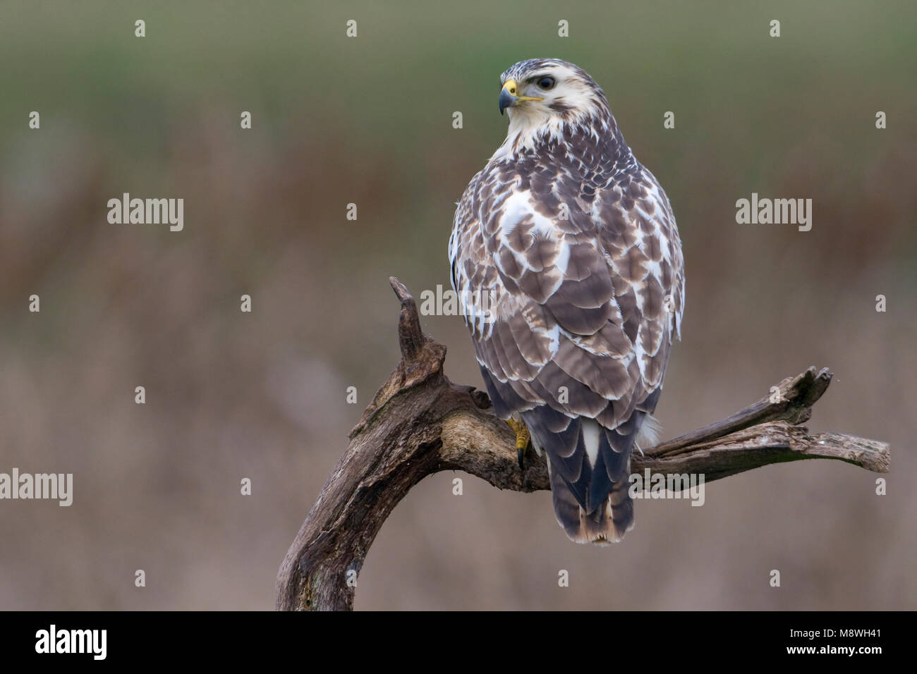 Buizerd zittend op Tak; Mäusebussard auf Ast sitzend Stockfoto