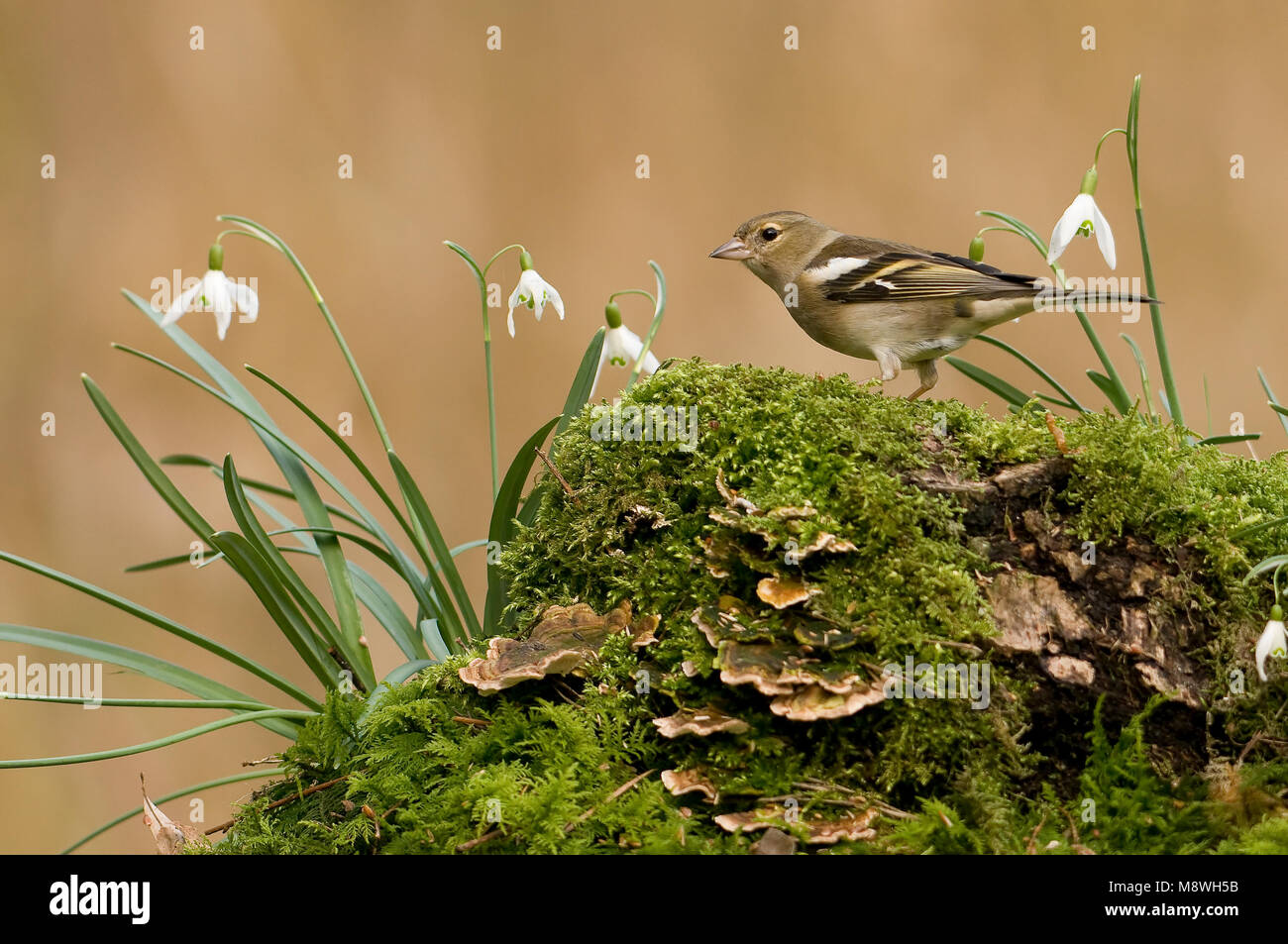 Vrouwtje Vink; Weiblicher gemeinsame Buchfink Stockfoto