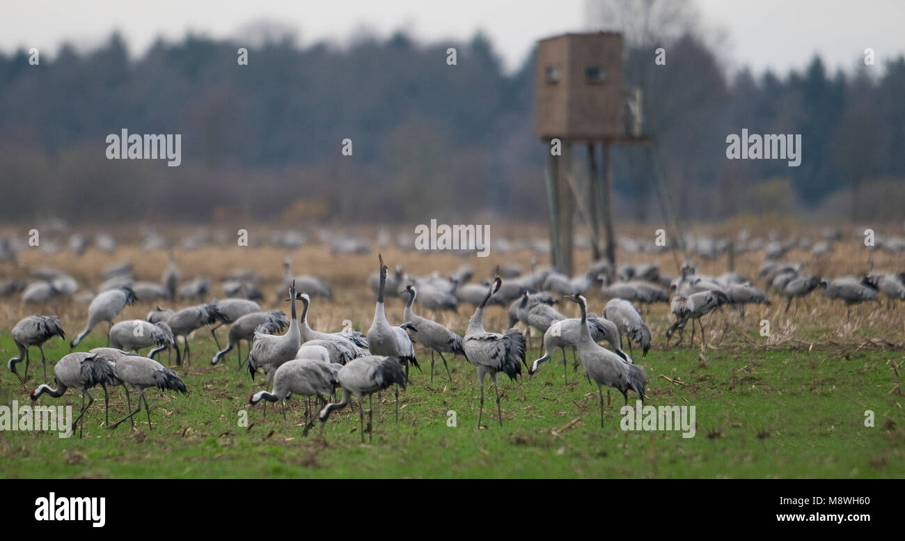 Kraanvogels staand in Veld; Gemeinsame Krane stehen im Feld Stockfoto