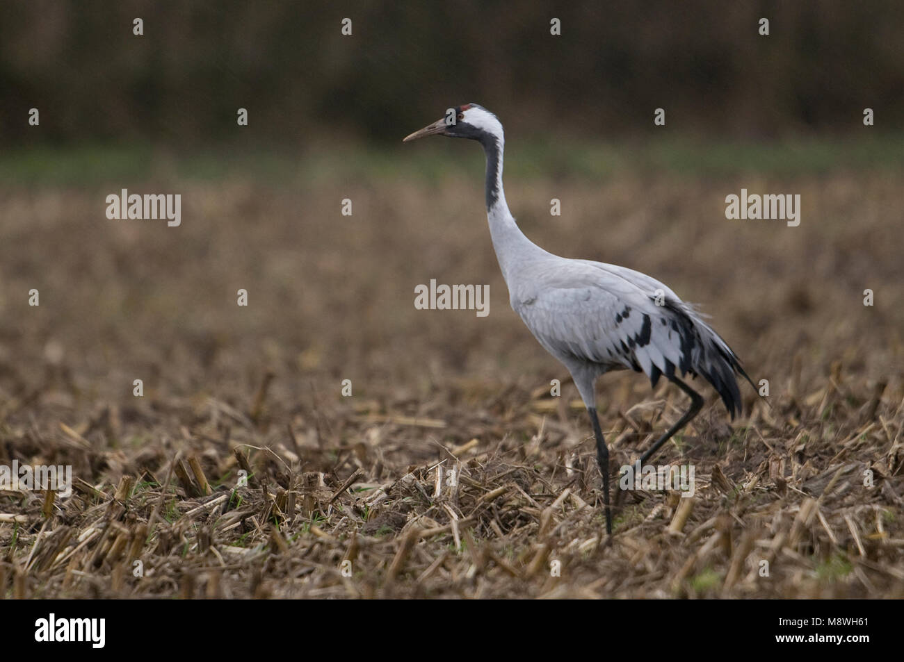 Kraanvogel staand in Veld; Gemeinsame Kran stehen im Feld Stockfoto