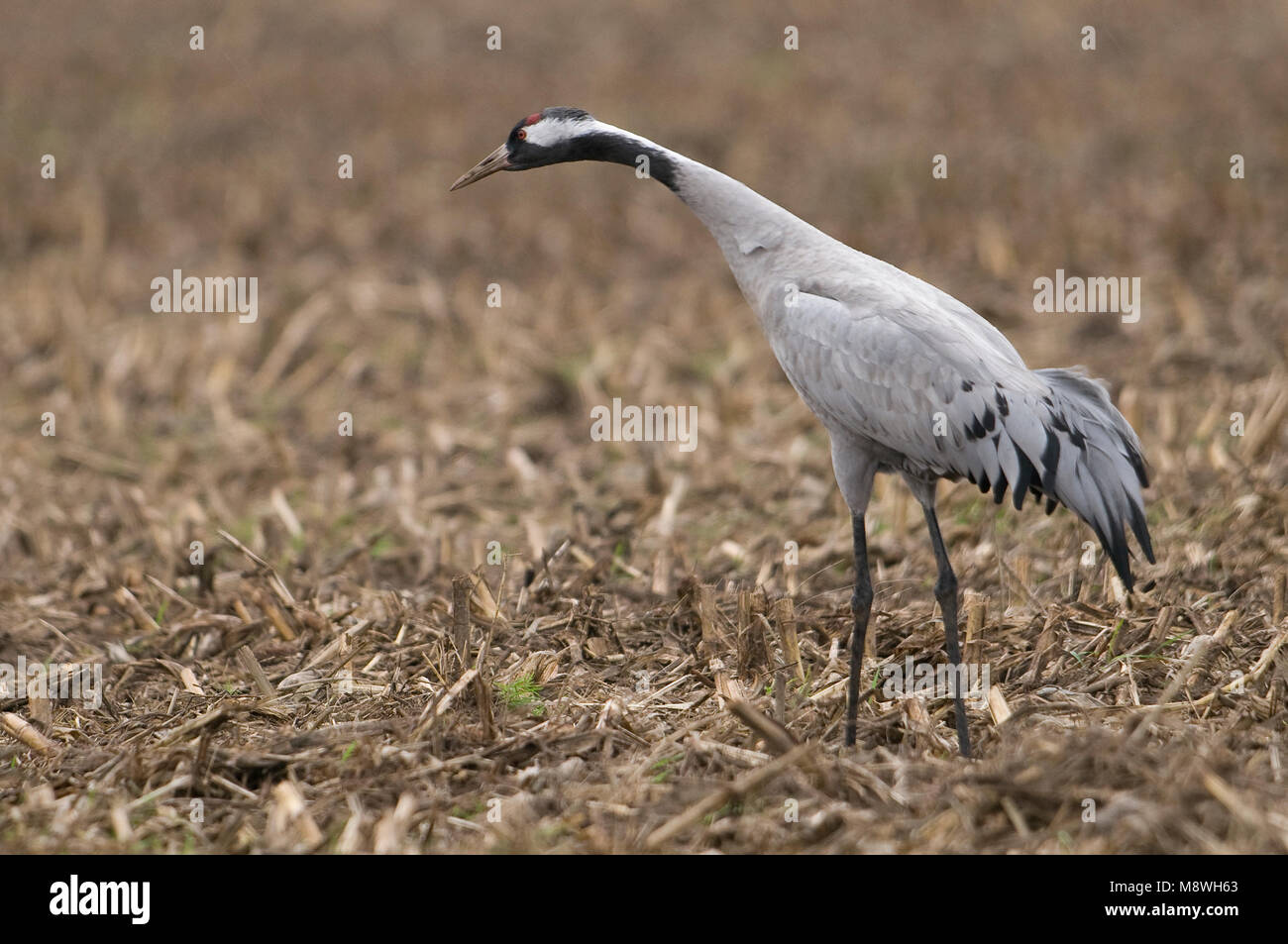 Kraanvogel staand in Veld; Gemeinsame Kran im Feld gehockt Stockfoto