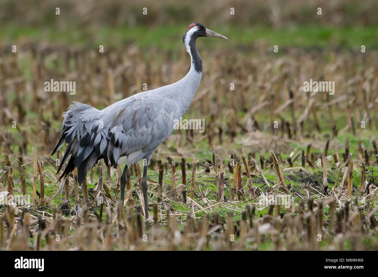 Kraanvogel staand in Veld; Gemeinsame Kran stehen im Feld Stockfoto