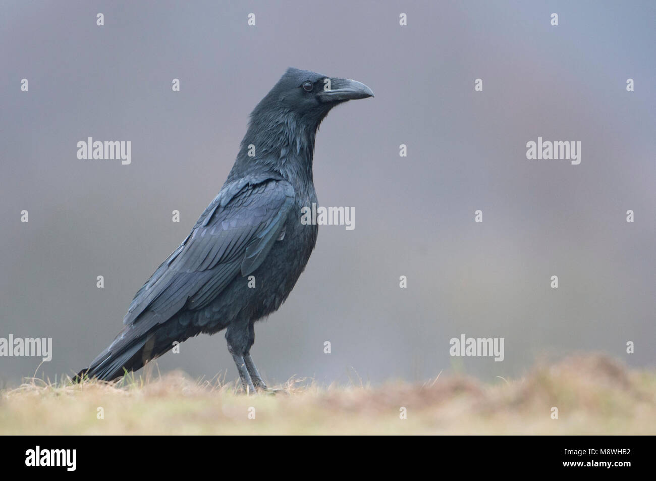 Raaf; Gemeinsame Raven; Grand corbeau freux; Kolkrabe; Stockfoto