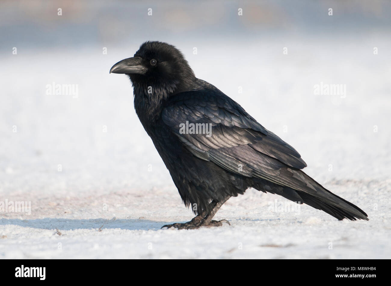 Raaf; Gemeinsame Raven; Grand corbeau freux; Kolkrabe; Stockfoto