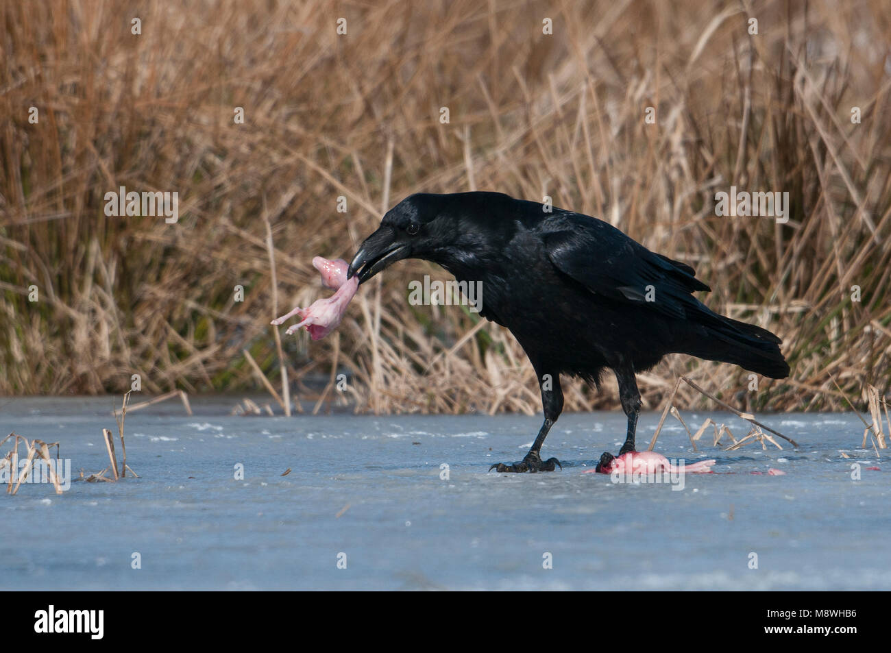 Raaf; Gemeinsame Raven; Grand corbeau freux; Kolkrabe; Stockfoto