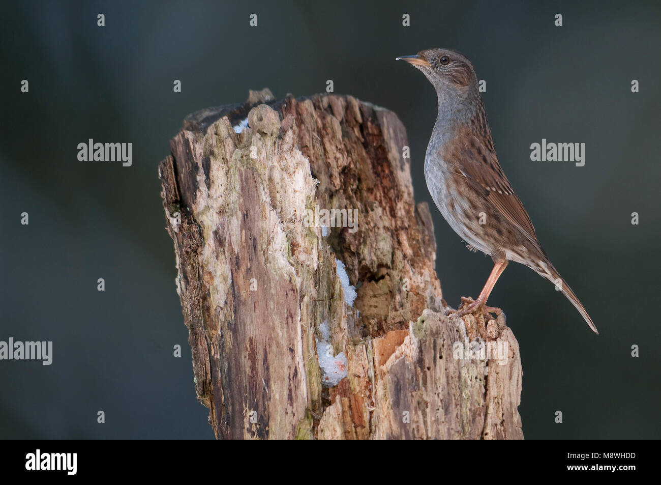 In alerte houding Heggemus; Dunnock gehockt Stockfoto