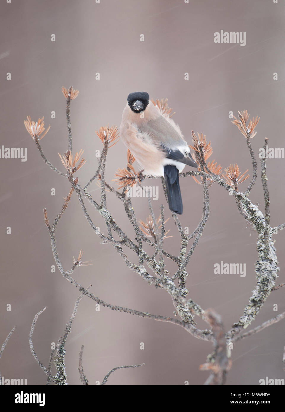 Vrouwtje Goudvink in de Winter; weibliche Eurasischen Gimpel im Winter Stockfoto