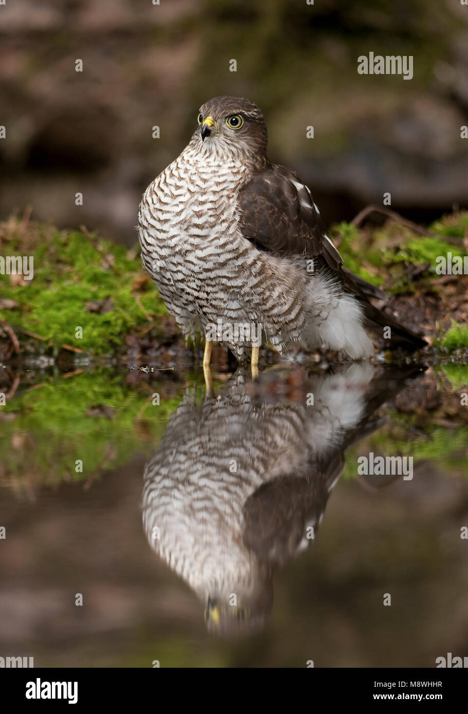 Sperwer bij drinkplaats; Eurasian Sparrowhawk zu trinken Website Stockfoto