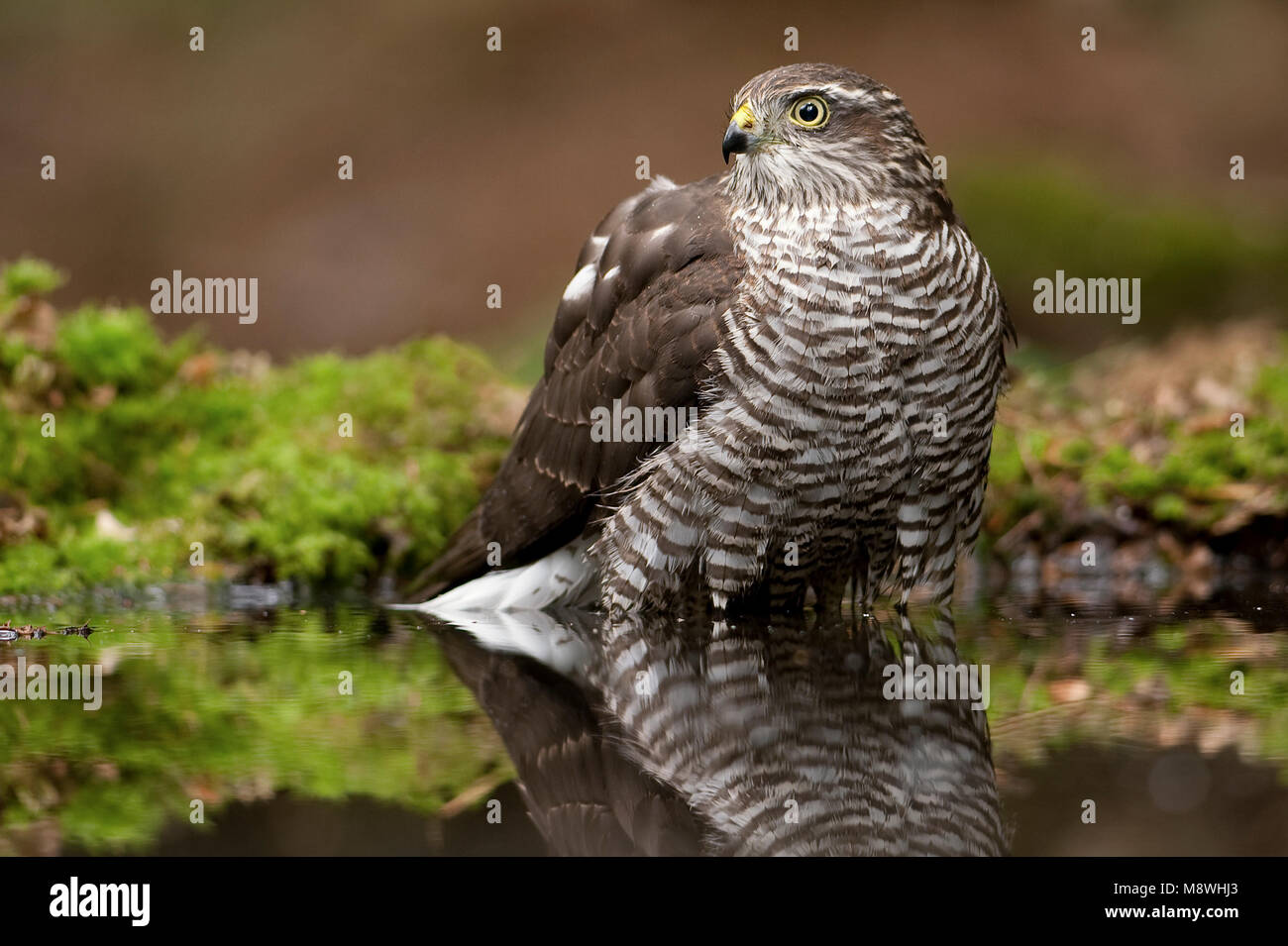 Sperwer bij drinkplaats; Eurasian Sparrowhawk zu trinken Website Stockfoto