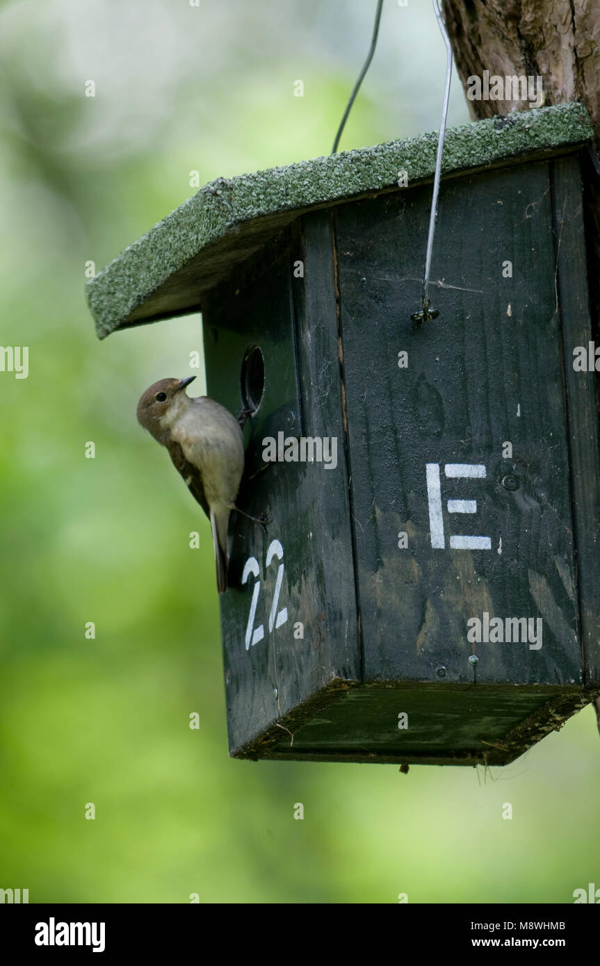 Bonte Vliegenvanger volwassen bij nestkast ; Europäische Pied Schopftyrann erwachsenen Nistkasten Stockfoto