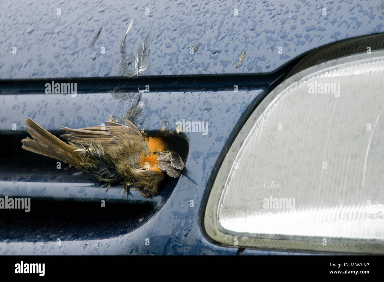 Roodborst ; Europäische Robin Stockfoto