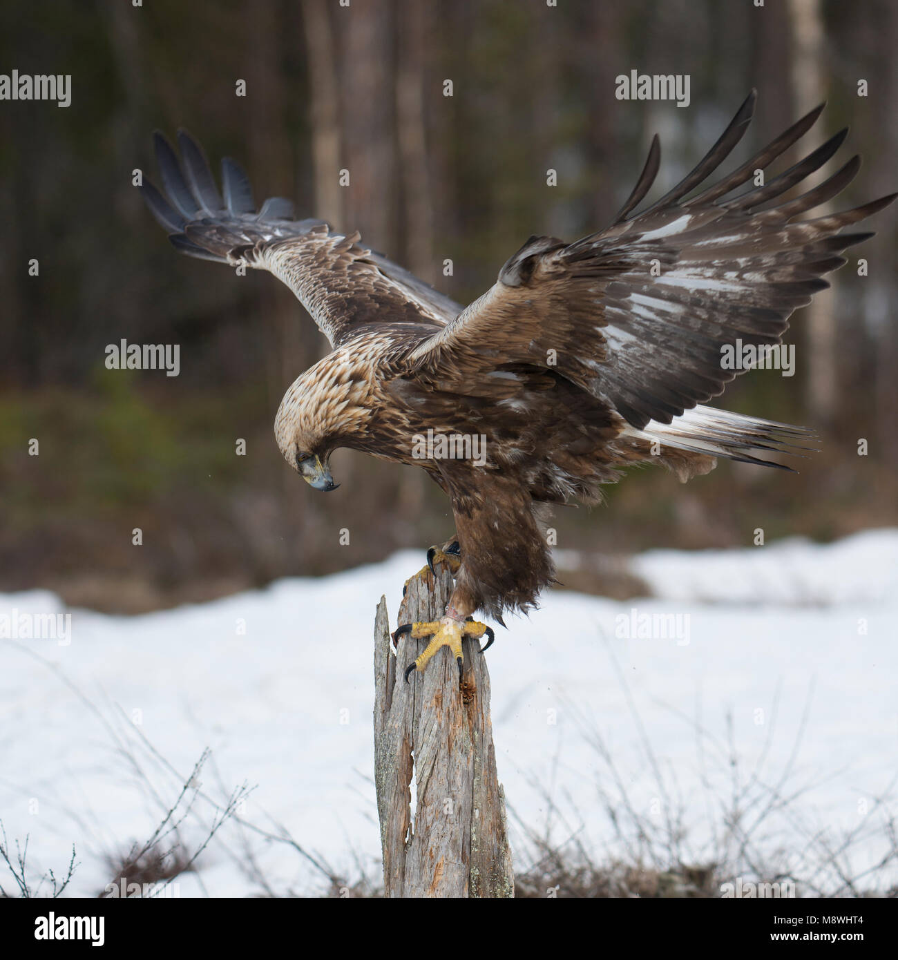 Steenarend met gestrekte Vleugels op Paal, Golden Eagle mit gestreckten Flügeln auf einem Pfosten Stockfoto