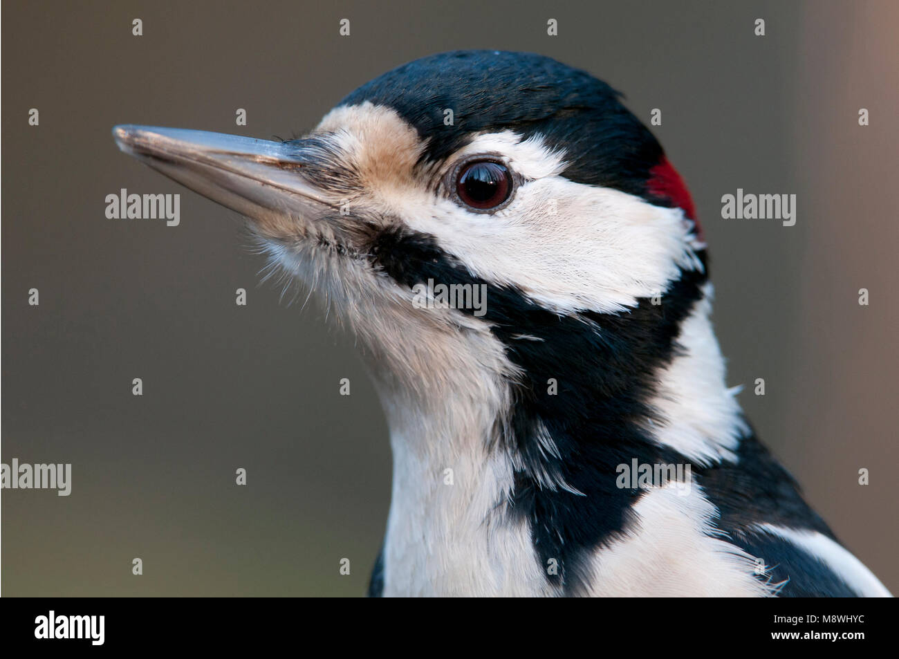 Grote Bonte Specht close-up; große Specht Nahaufnahme beschmutzt Stockfoto