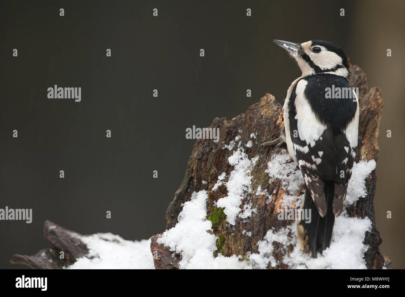 Grote Bonte Specht op boomstronk; große Specht am Baum trunc beschmutzt Stockfoto