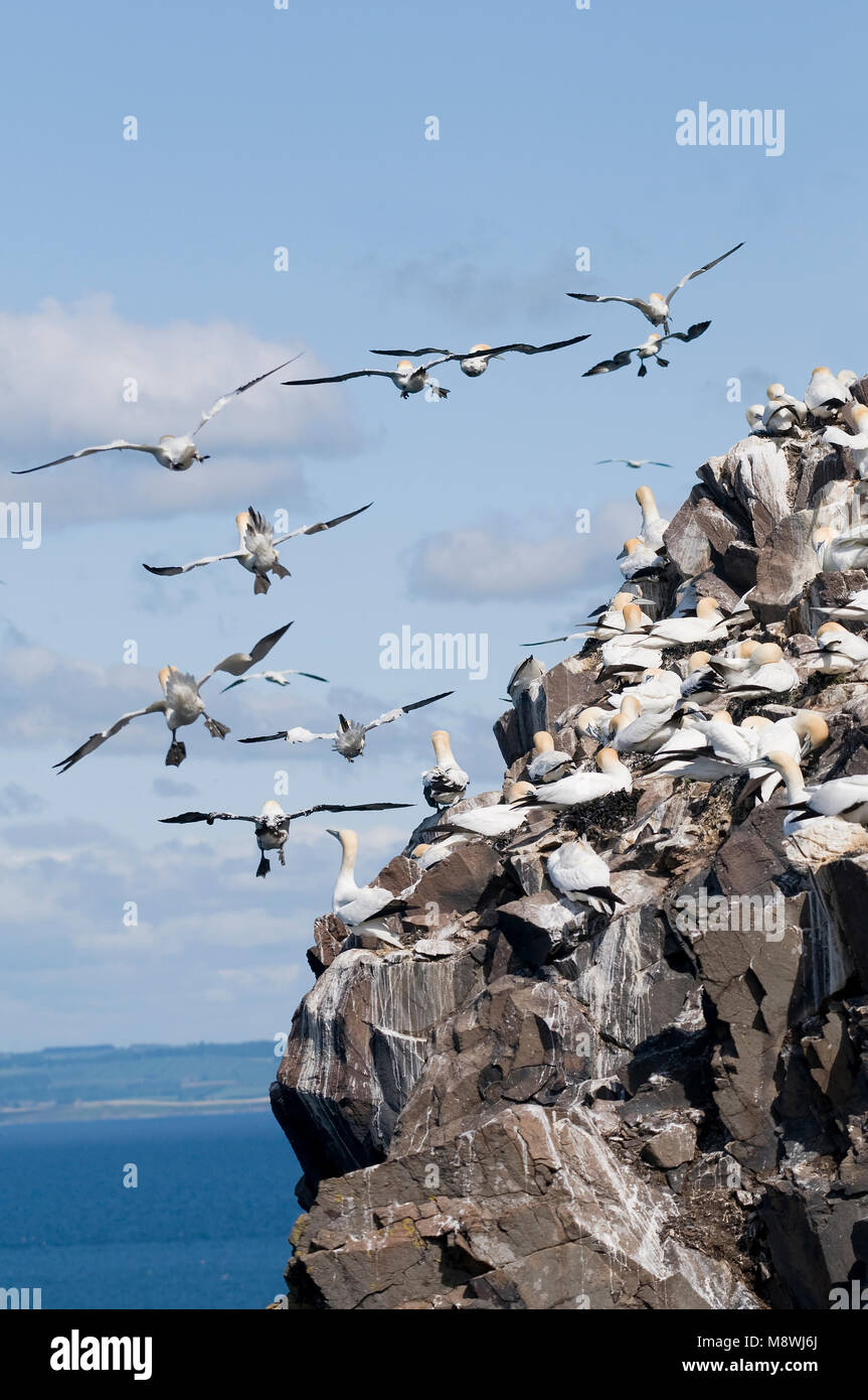 Jan van genten in Kolonie; Basstölpel in der colonie Stockfoto