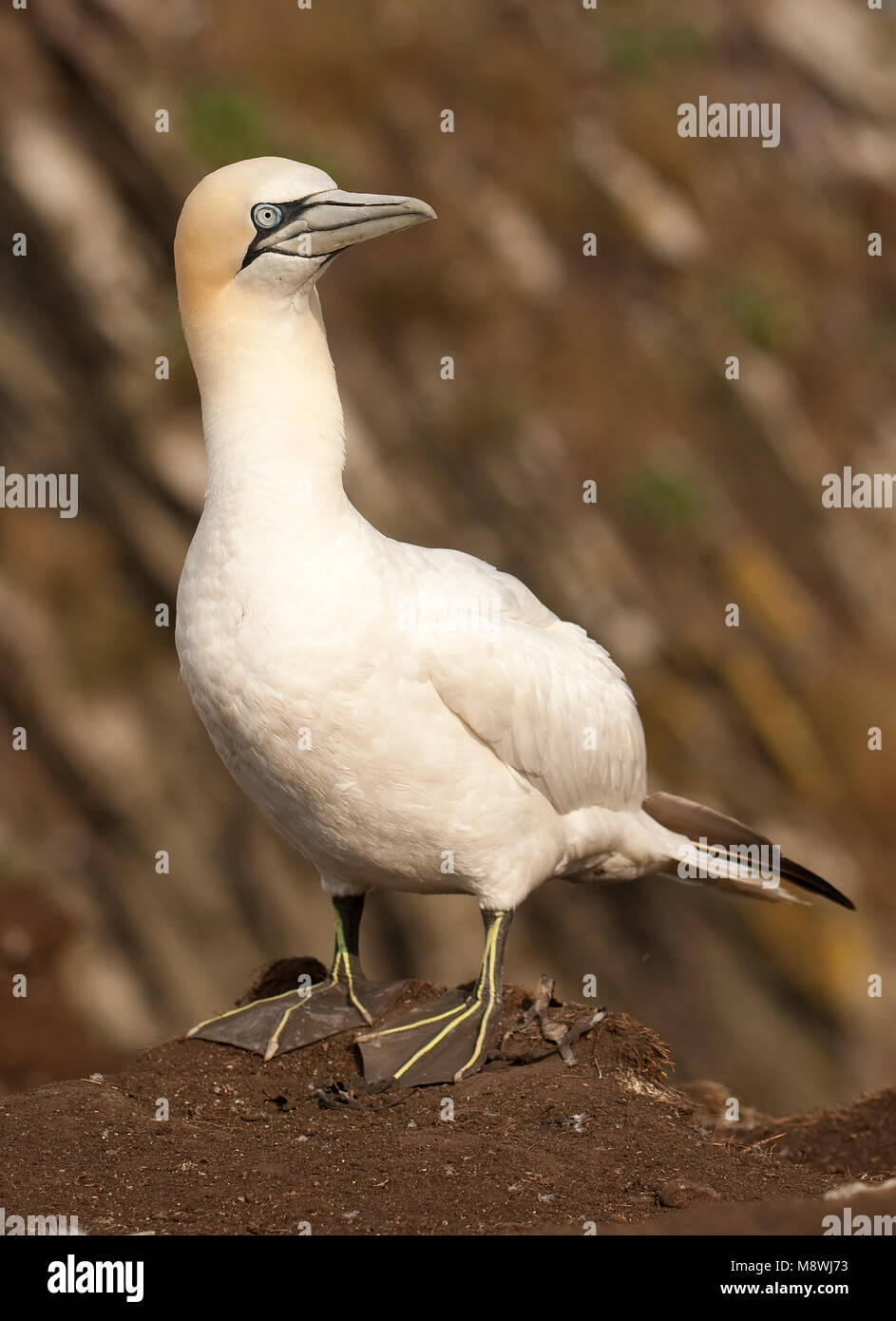 Jan-van-gent zittend; Northern Gannet gehockt Stockfoto