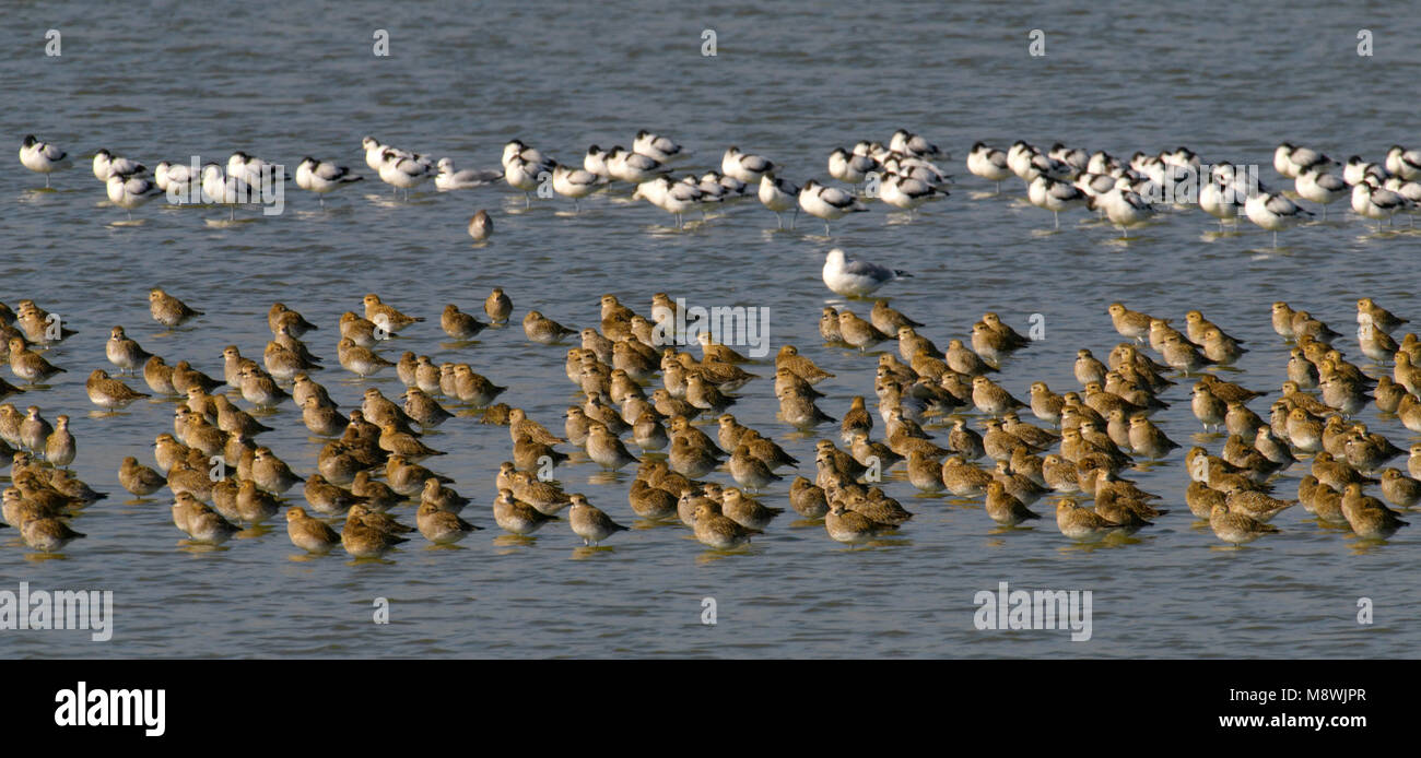 Goudplevier Groep in Wasser; Europäische Goldregenpfeifer Gruppe in Wasser Stockfoto