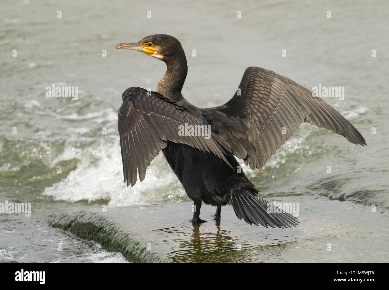 Onvolwassen Aalscholver met gespreide vleugels. Unreife Kormoran verbreitet seine Flügel Stockfoto