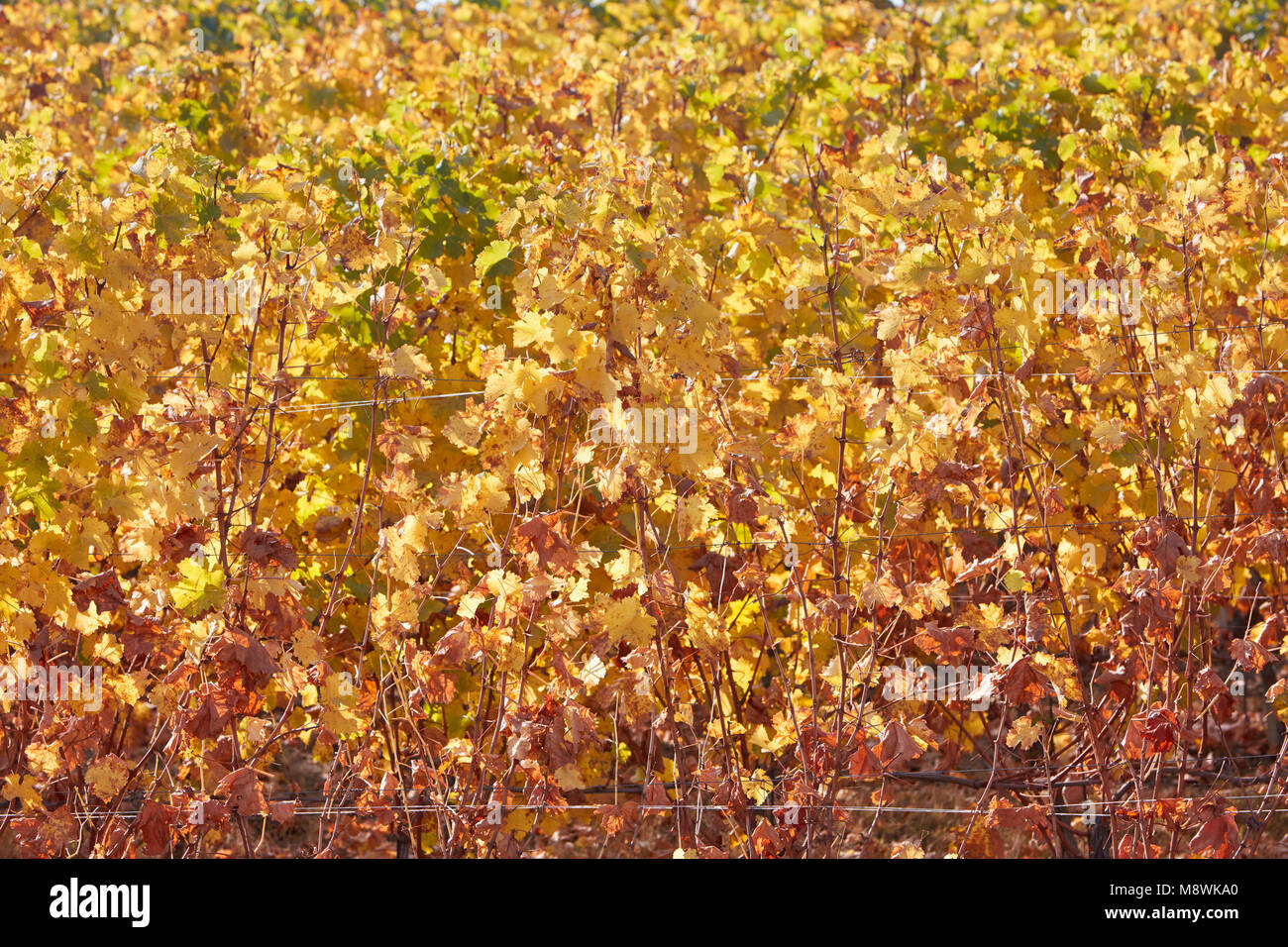 Weinstock gelbe Blätter Textur Hintergrund an einem sonnigen Herbsttag Stockfoto