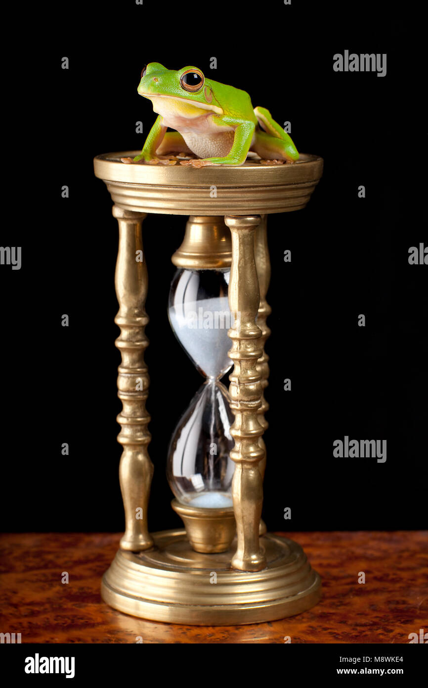 Weiß-lippigen Laubfrosch oder Litoria infrafrenata auf eine Stunde - Glas Stockfoto