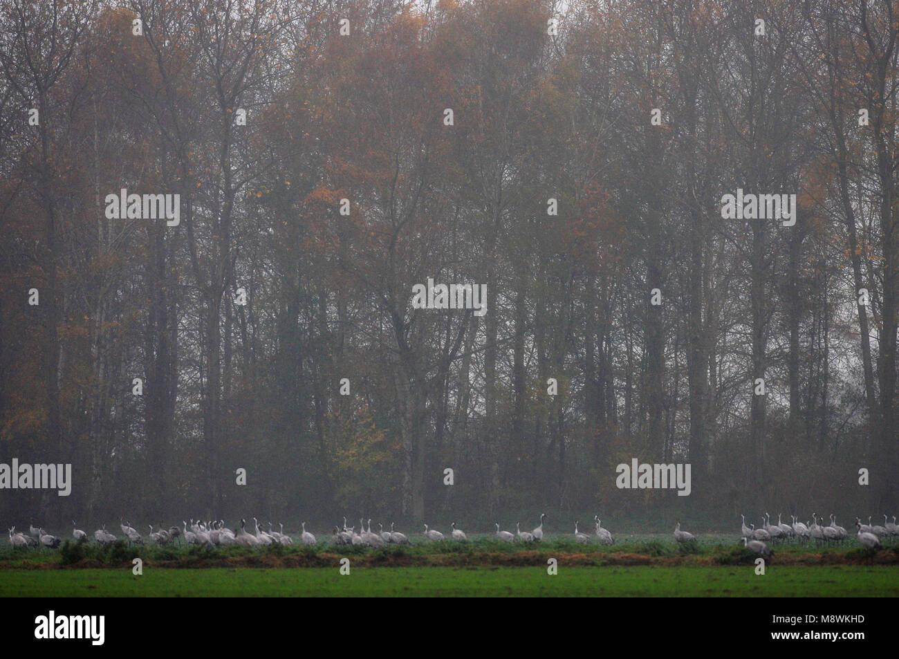 Kraanvogels in Diepholz; Gemeinsame Krane in Diepholz Stockfoto