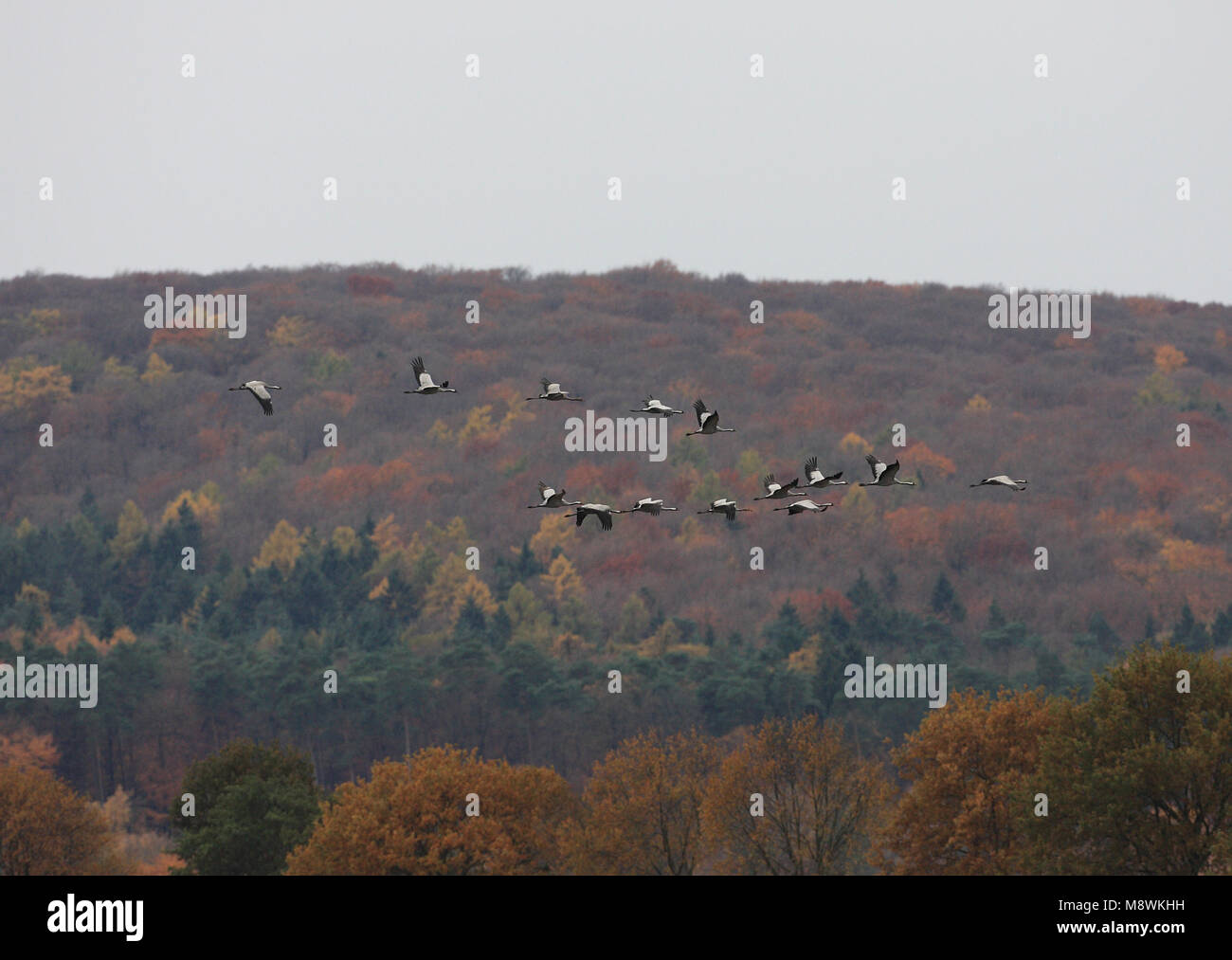 Kraanvogels in Diepholz; Gemeinsame Krane in Diepholz Stockfoto