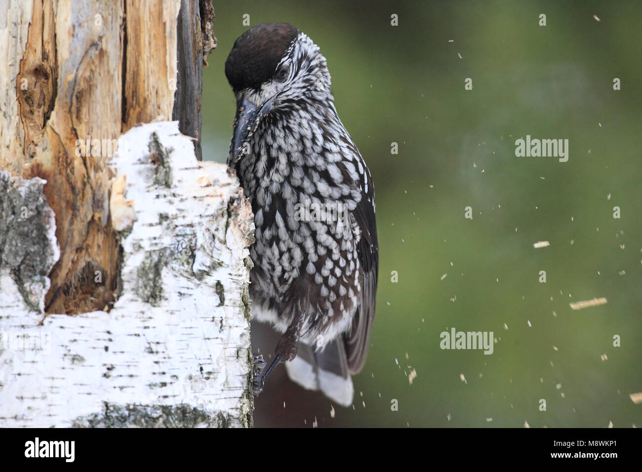 Notenkraker foeragerend op boomstam; beschmutzt Nussknacker Nahrungssuche gegen Baum trunc Stockfoto